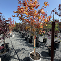 Flame Thrower Redbud