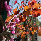 Flame Thrower Redbud