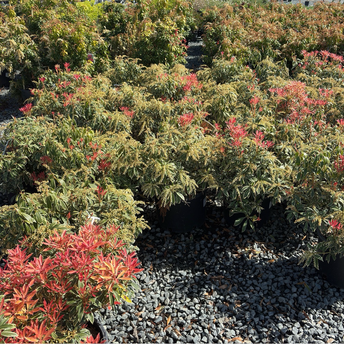 Flaming Silver Japanese Andromeda