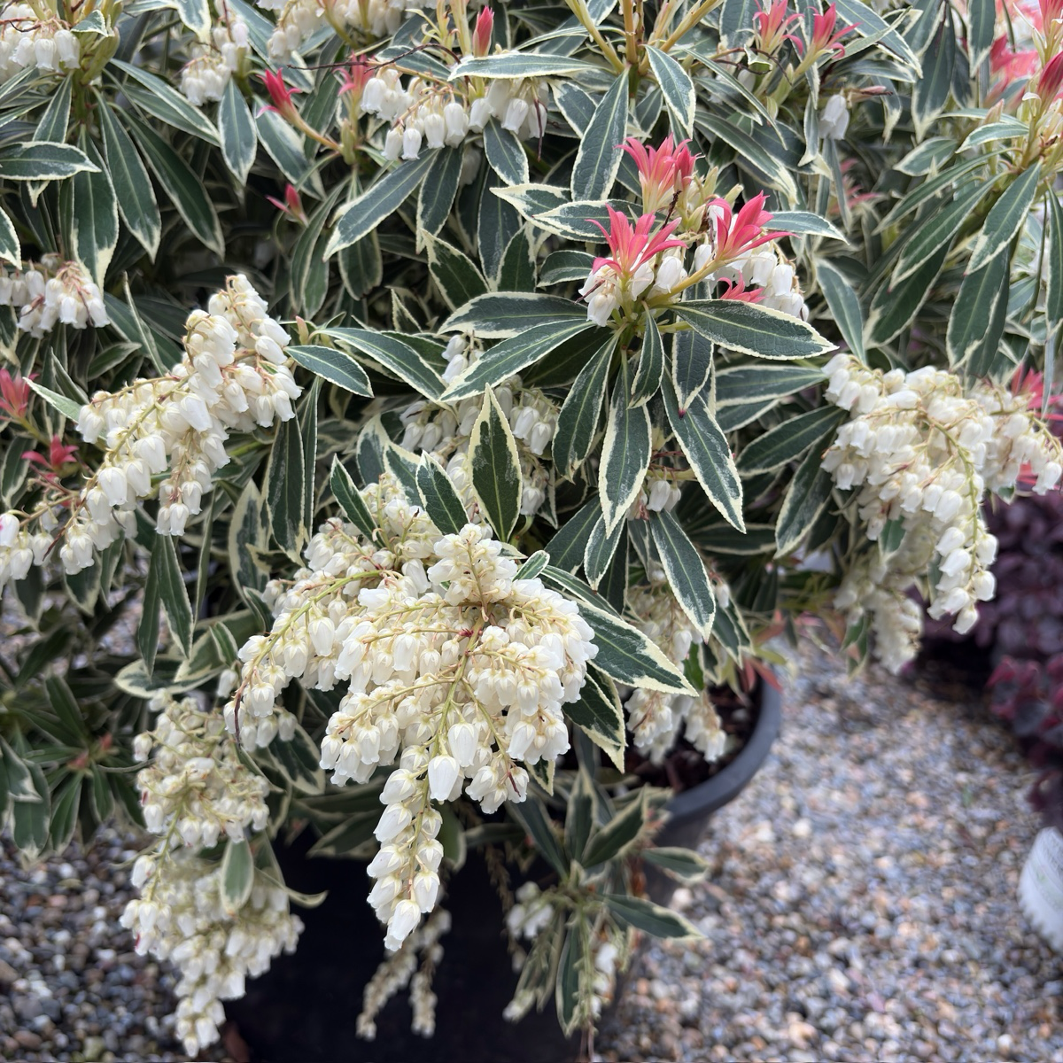 Flaming Silver Lily of the Valley