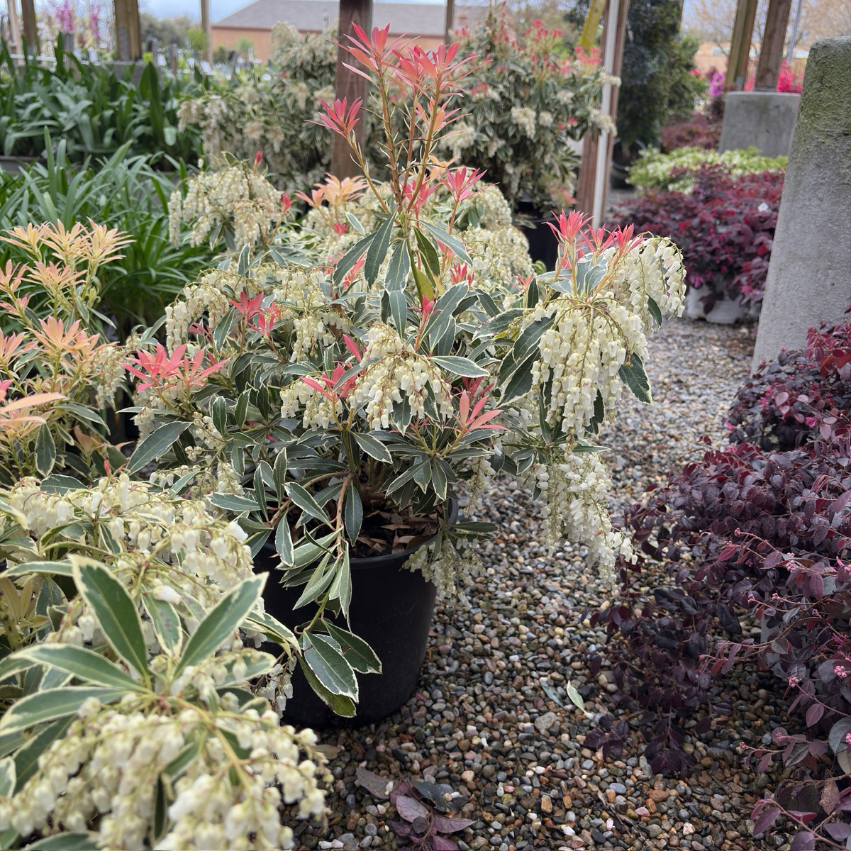 Flaming Silver Lily of the Valley