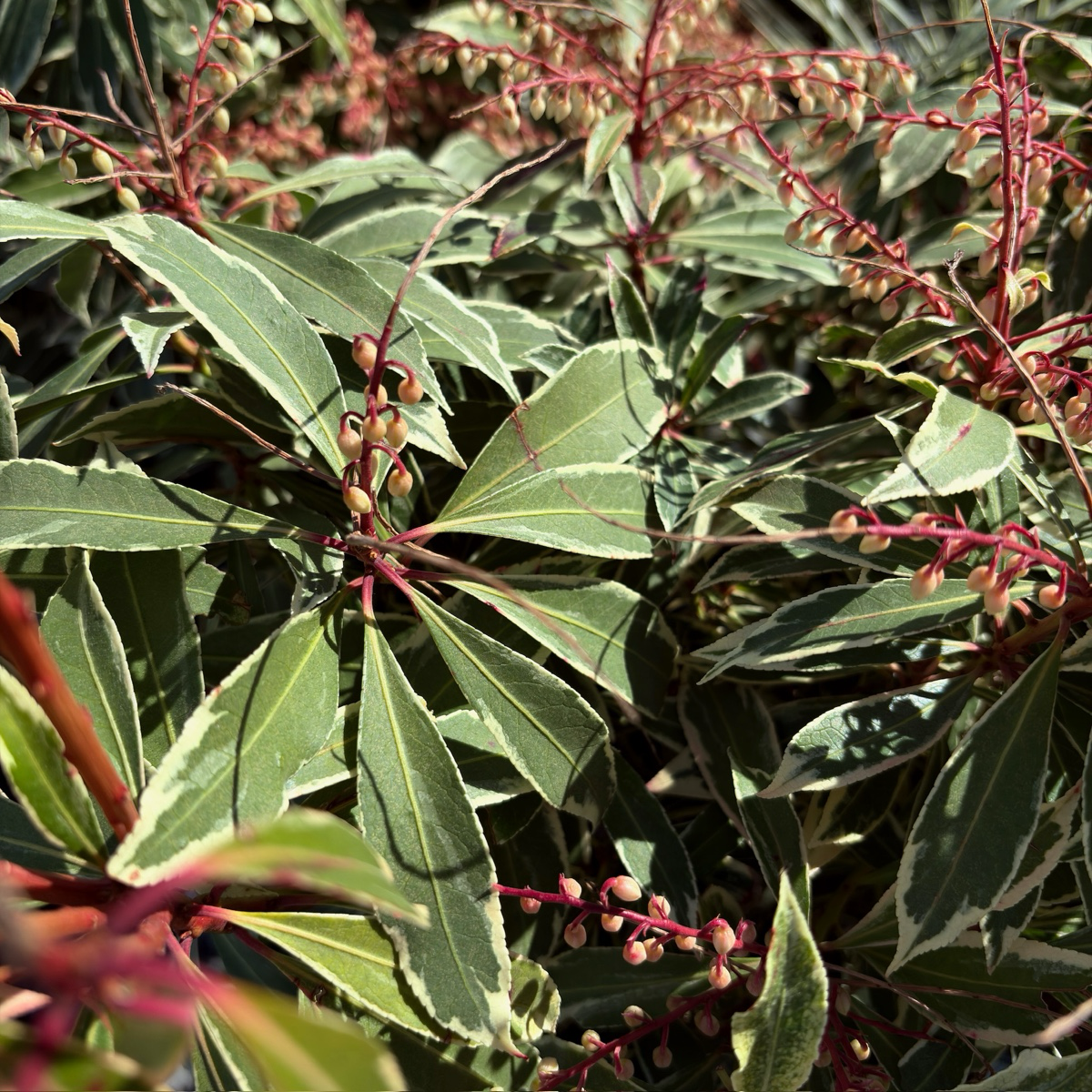 Flaming Silver Lily of the Valley