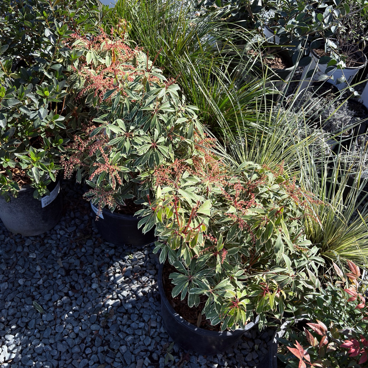 Flaming Silver Lily of the Valley