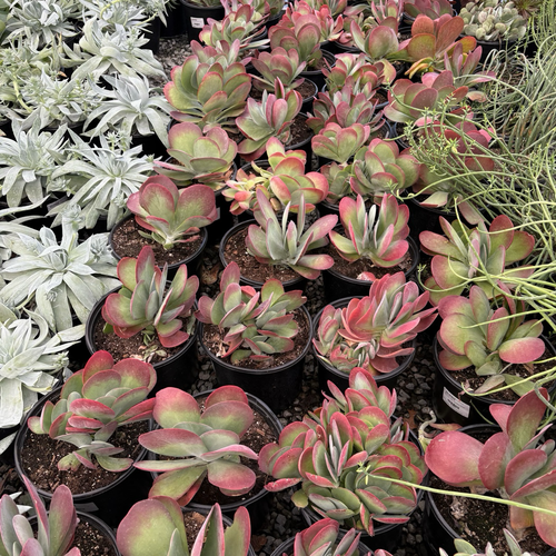 crassula flapjack succulent Flapjacks Paddle Plant