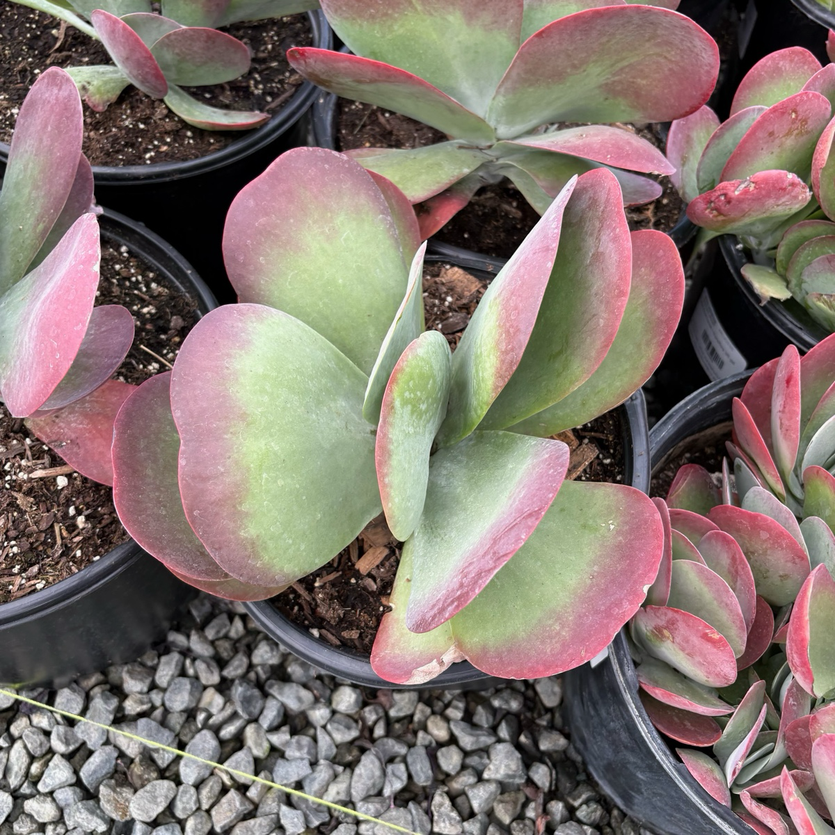 floppy succulent plant Flapjacks Paddle Plant