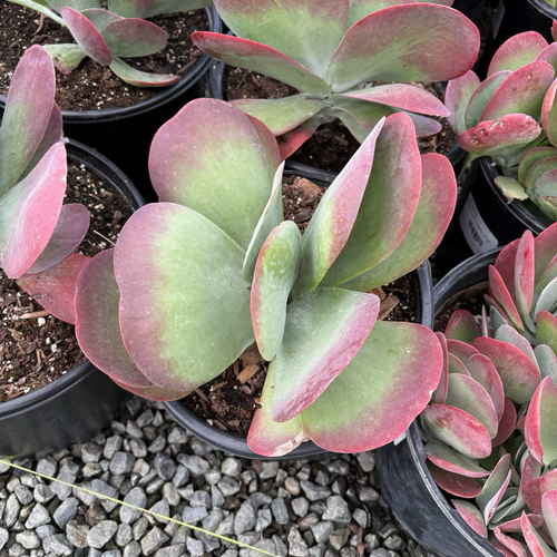 red flapjack succulent Flapjacks Paddle Plant