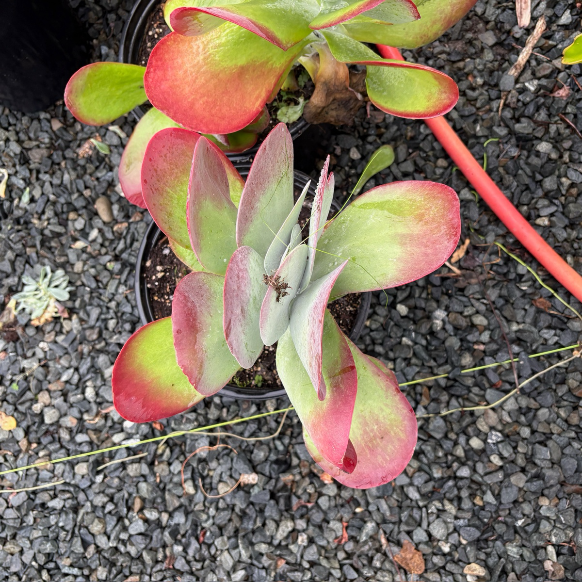 flapjack plant indoors Flapjacks Paddle Plant