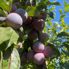 Flavor King Pluot