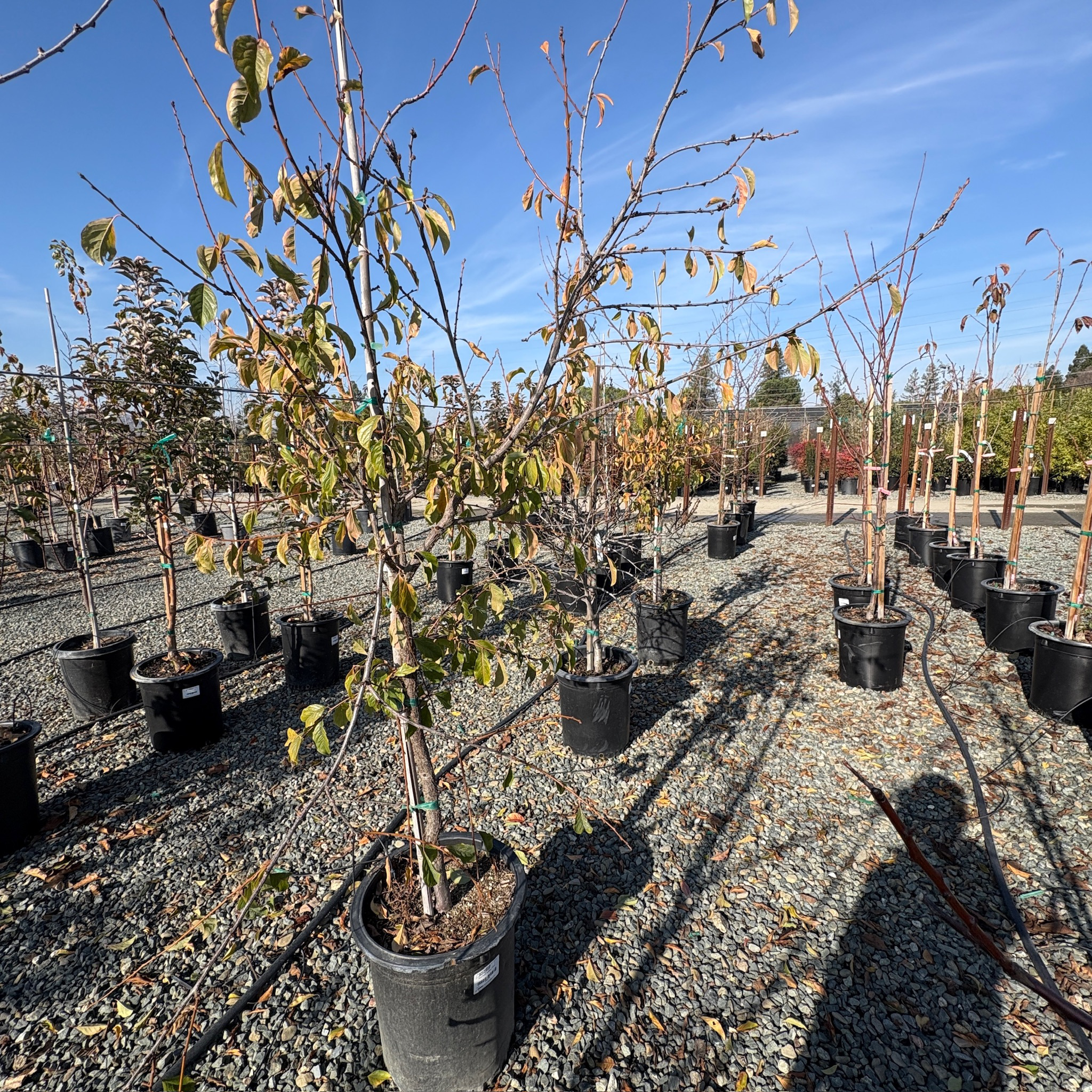 Flavor Supreme Pluot