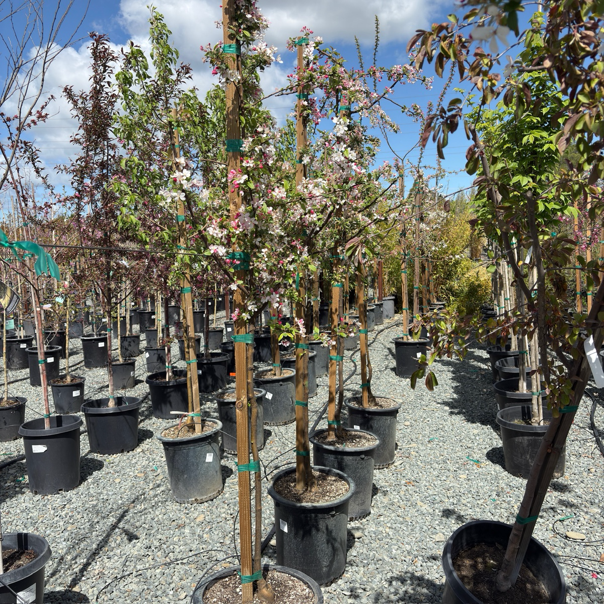 Floribunda Flowering Crabapple