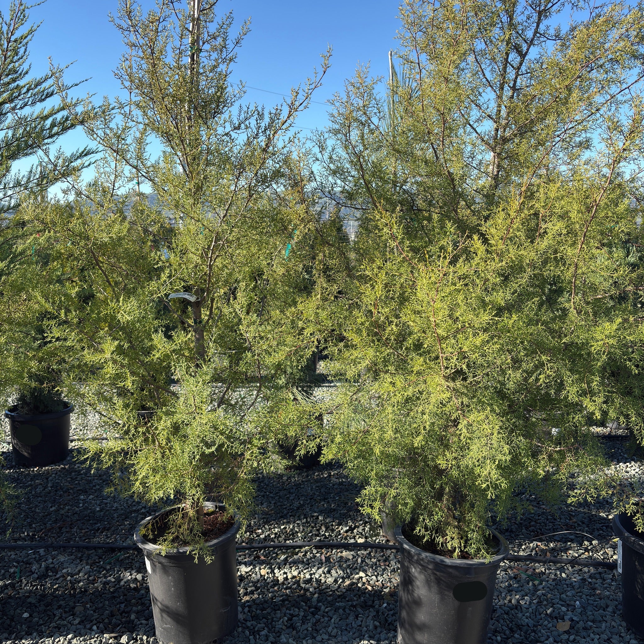Forbes Cypress