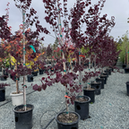 Forest Pansy Eastern Redbud
