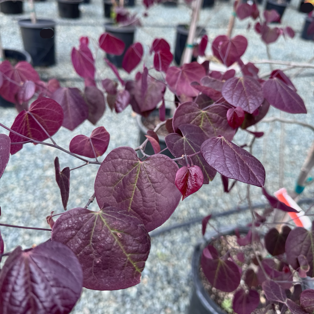 Forest Pansy Eastern Redbud