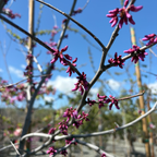 Forest Pansy Eastern Redbud