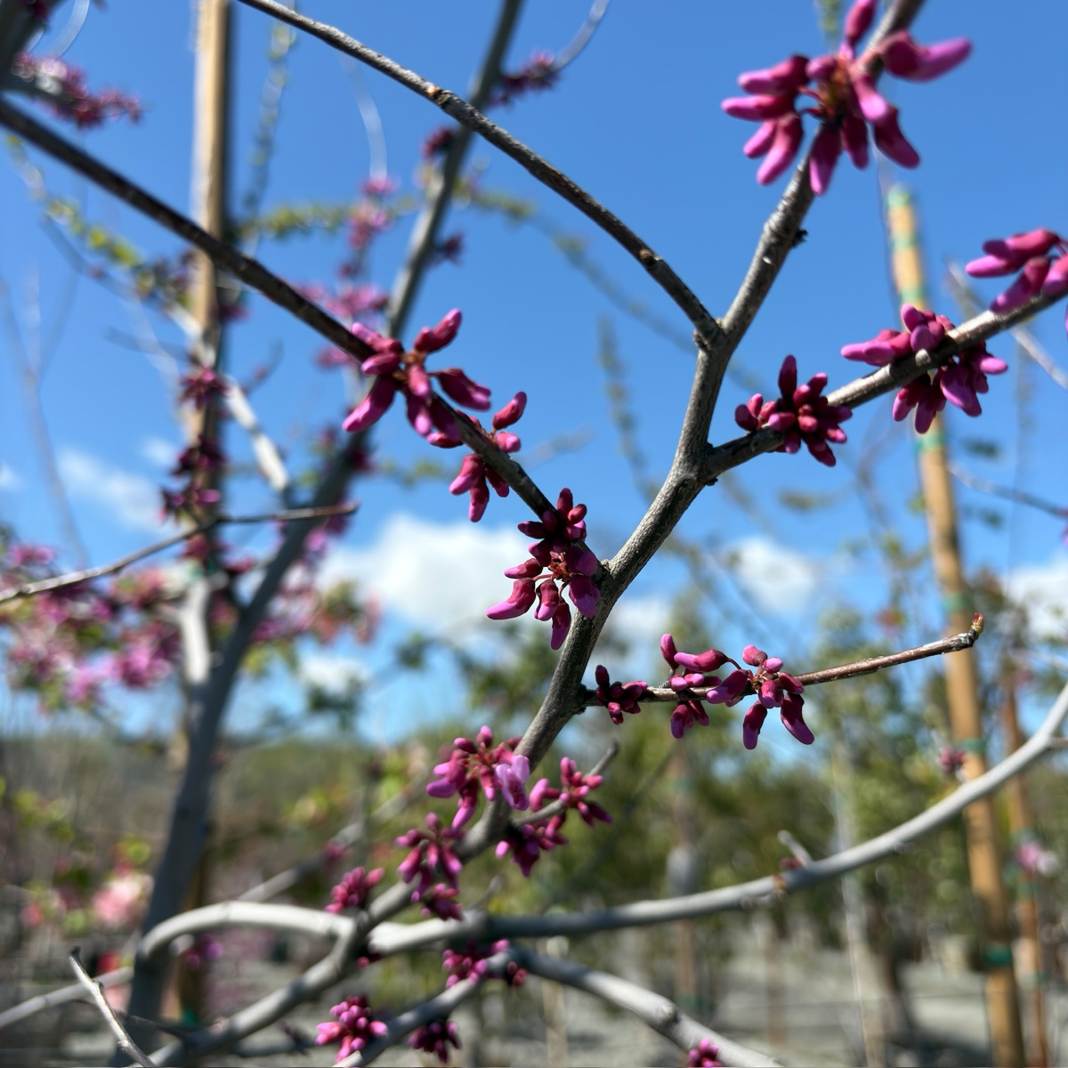 Forest Pansy Eastern Redbud