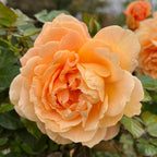 Forever Amber Floribunda Rose