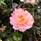 Forever Amber Floribunda Rose