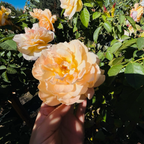 Forever Amber Floribunda Rose
