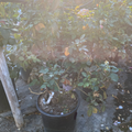 Forever Amber Floribunda Rose