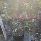 Forever Amber Floribunda Rose