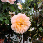 Forever Amber Floribunda Rose
