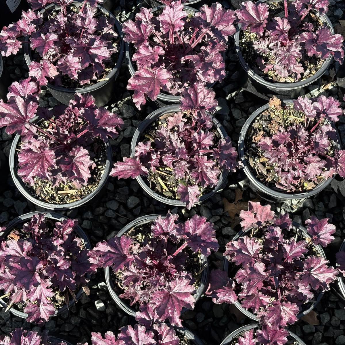 Forever Purple Coral Bells