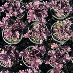 Forever Purple Coral Bells