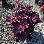 Forever Purple Coral Bells