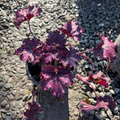 Forever Purple Coral Bells