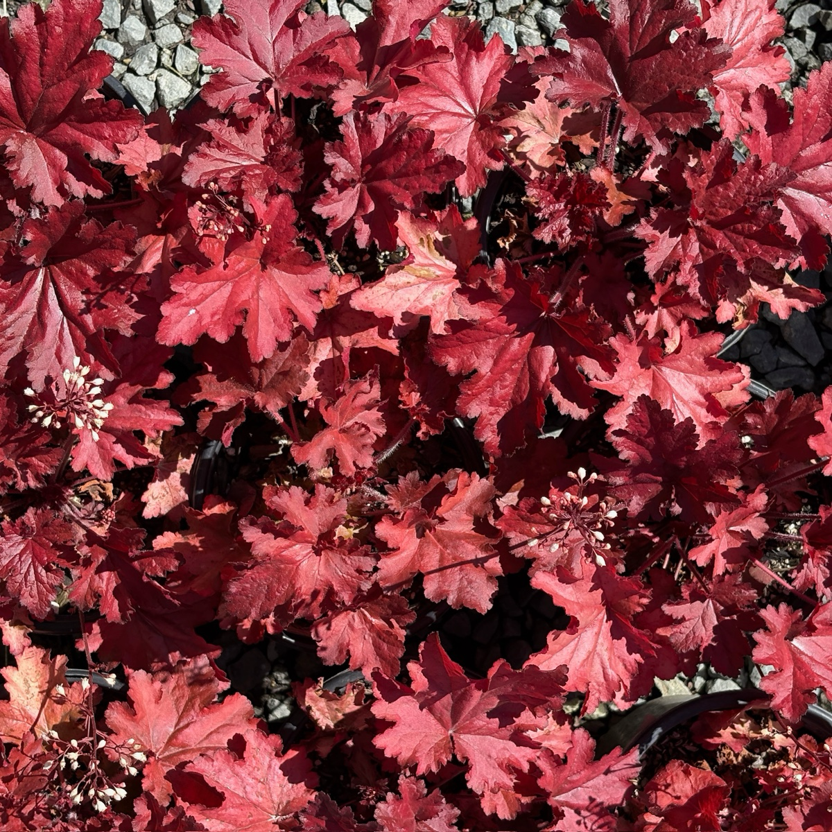 Forever Red Coral Bells