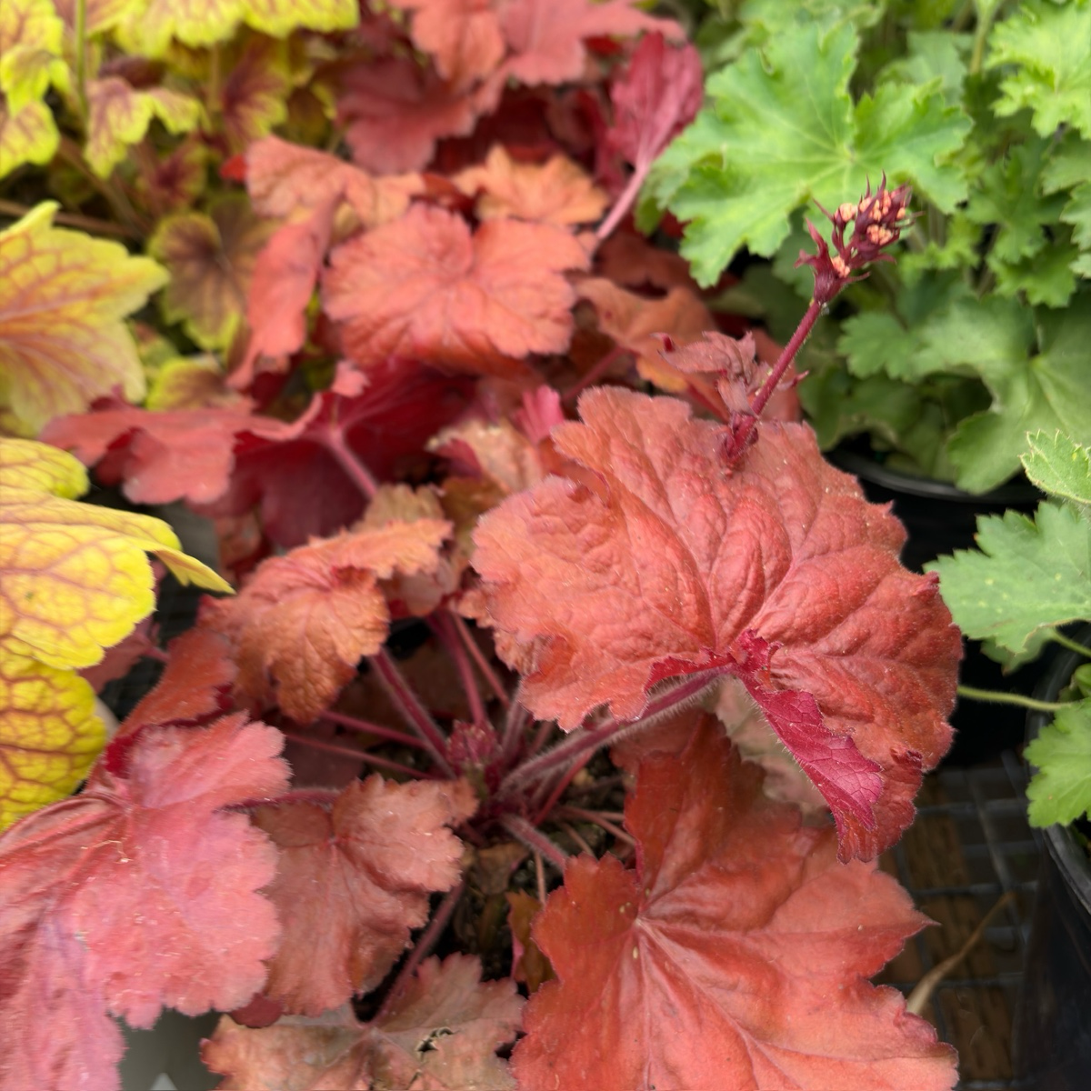 Forever Red Coral Bells