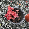 Forever Red Coral Bells