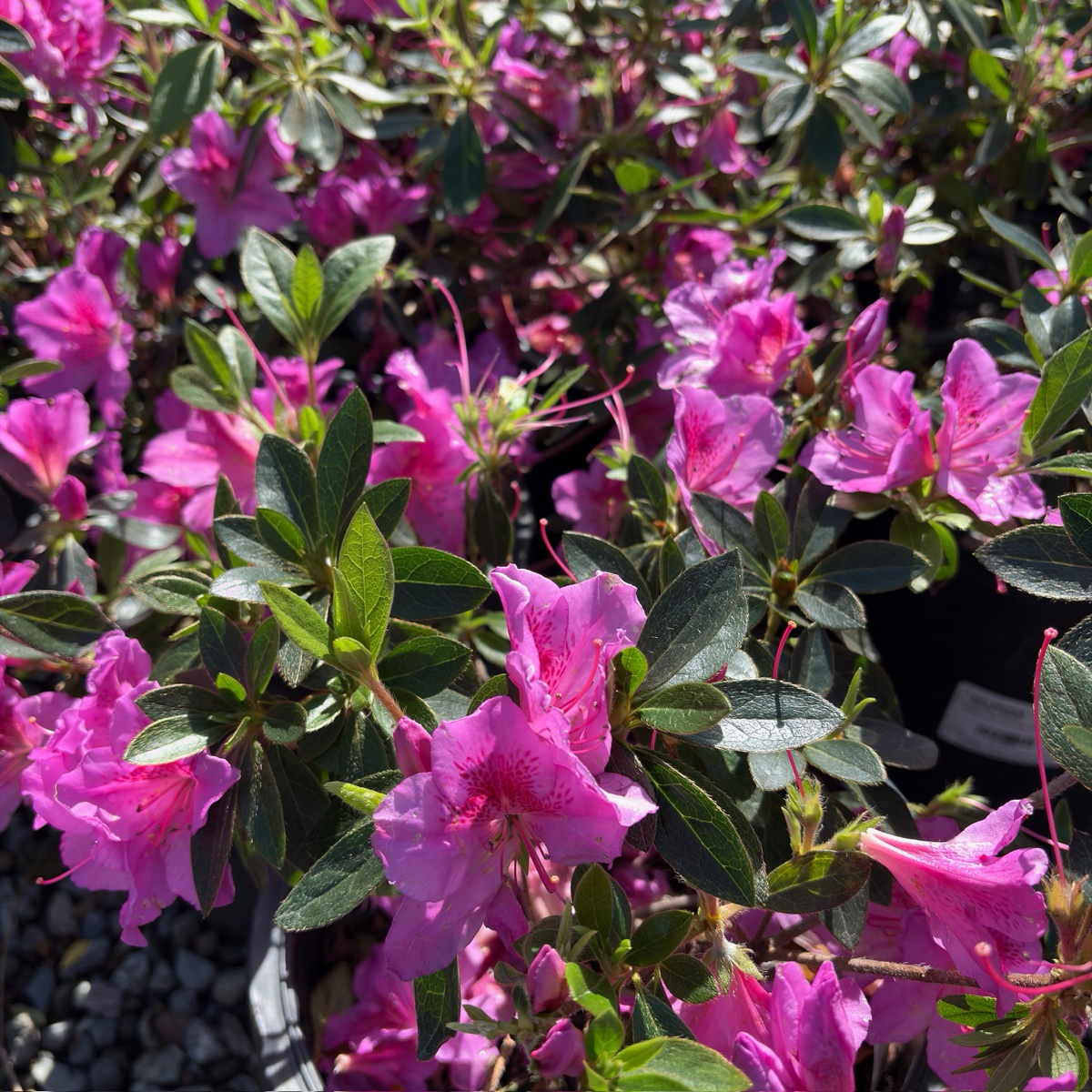Formosa Azalea