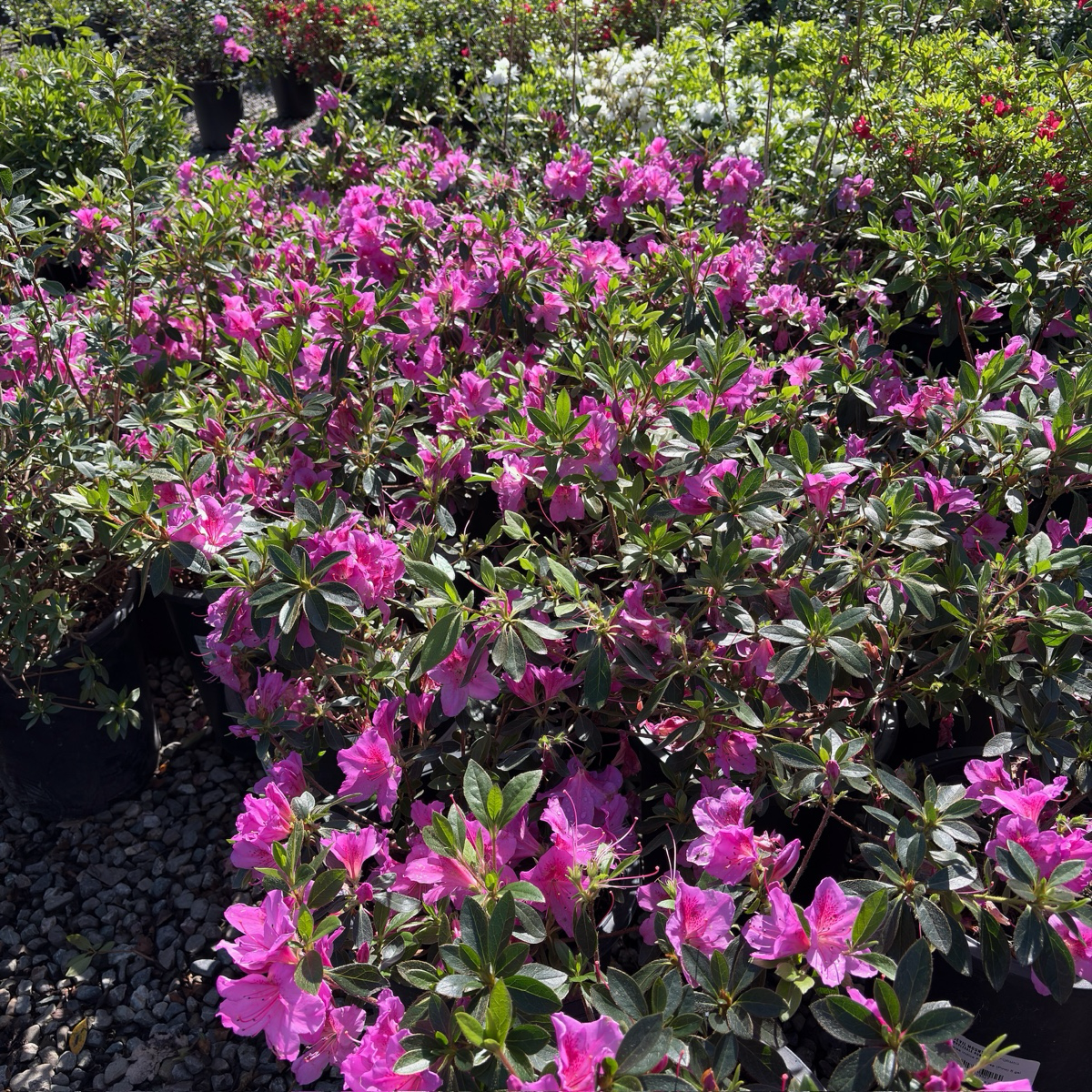 Formosa Azalea