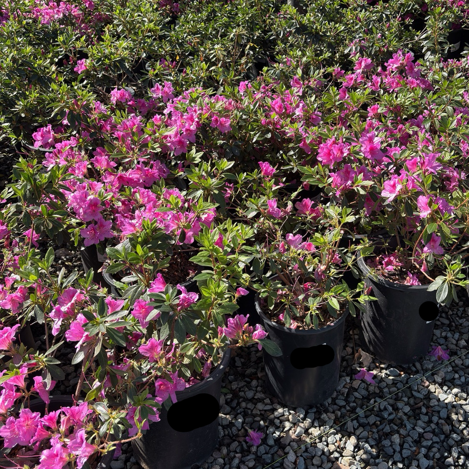 Formosa Azalea