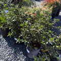 Formosa Azalea