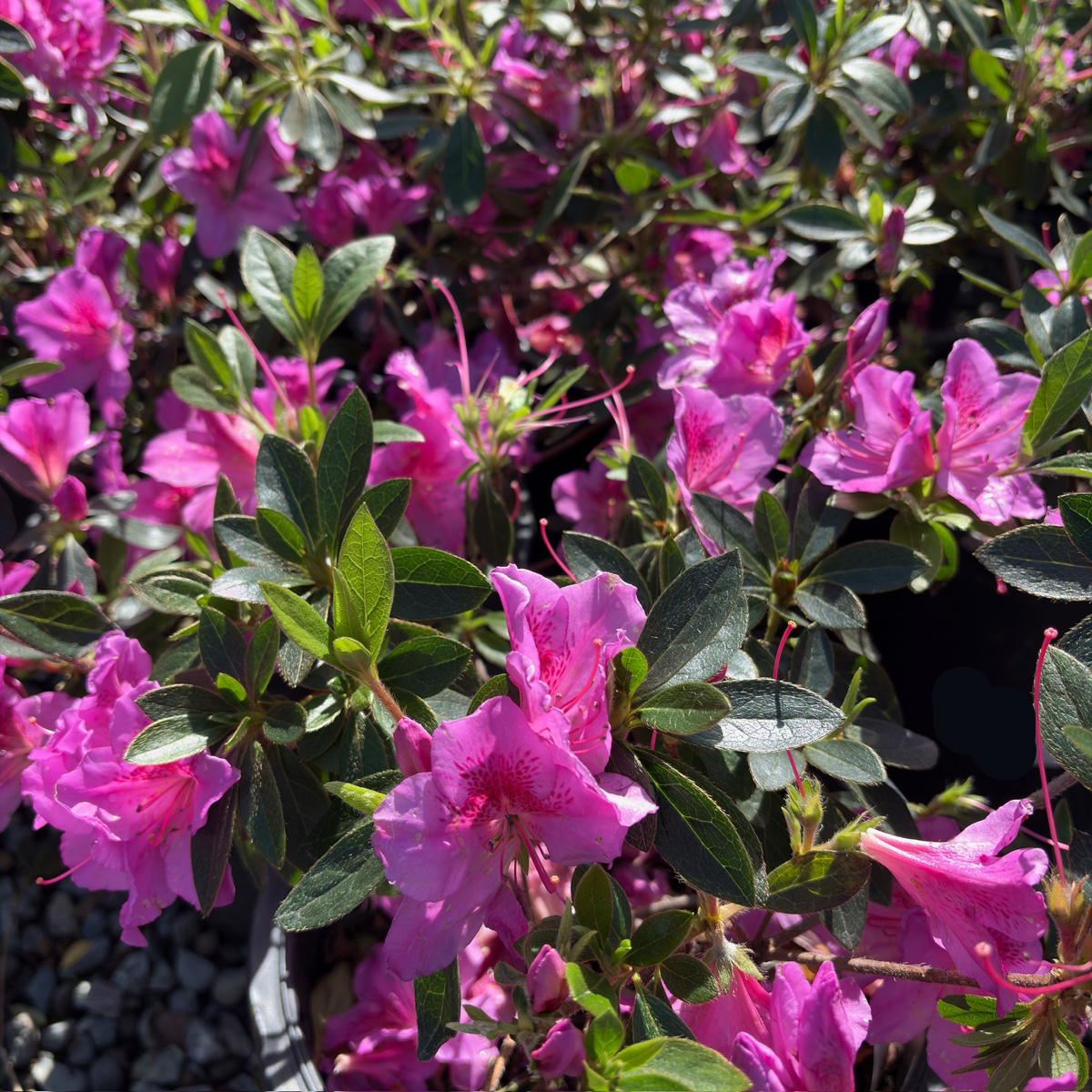 Formosa Azalea