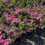 Formosa Azalea