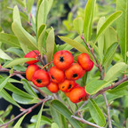 Formosa Firethorn