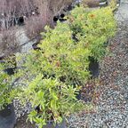 Formosa Firethorn