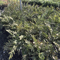 Fortune's Holly Fern