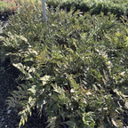 Fortune's Holly Fern