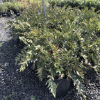 Fortune's Holly Fern