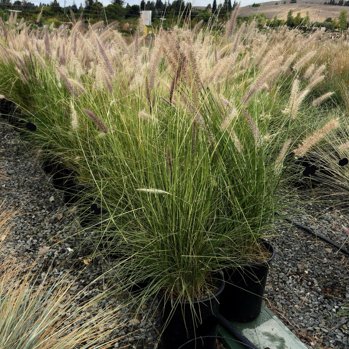 Pink pennisetum fountain grass