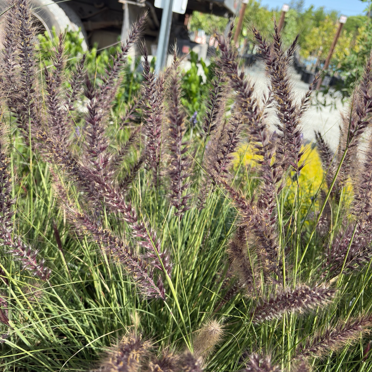 Fountain Grass