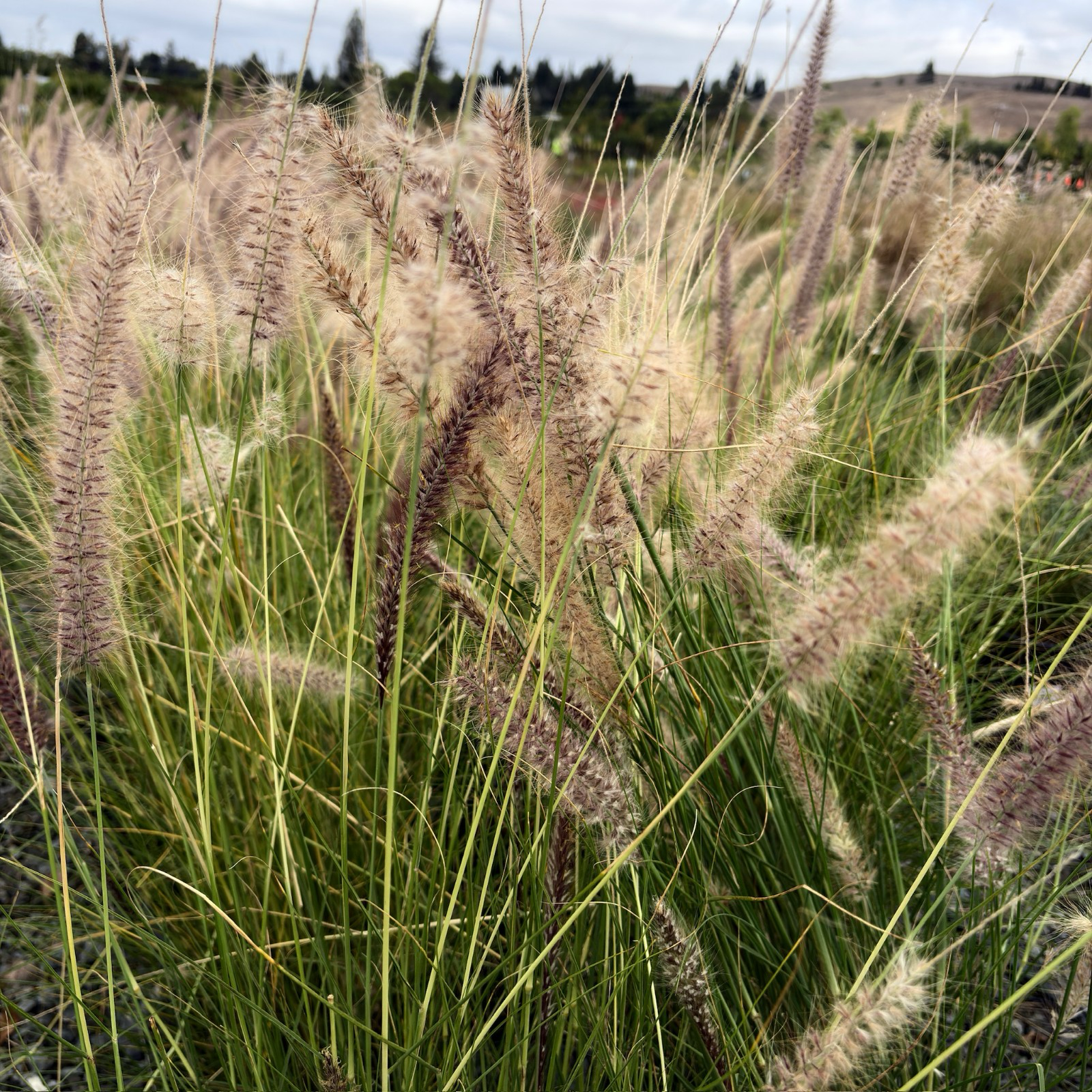 Fountain Grass
