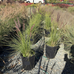 Fountain Grass