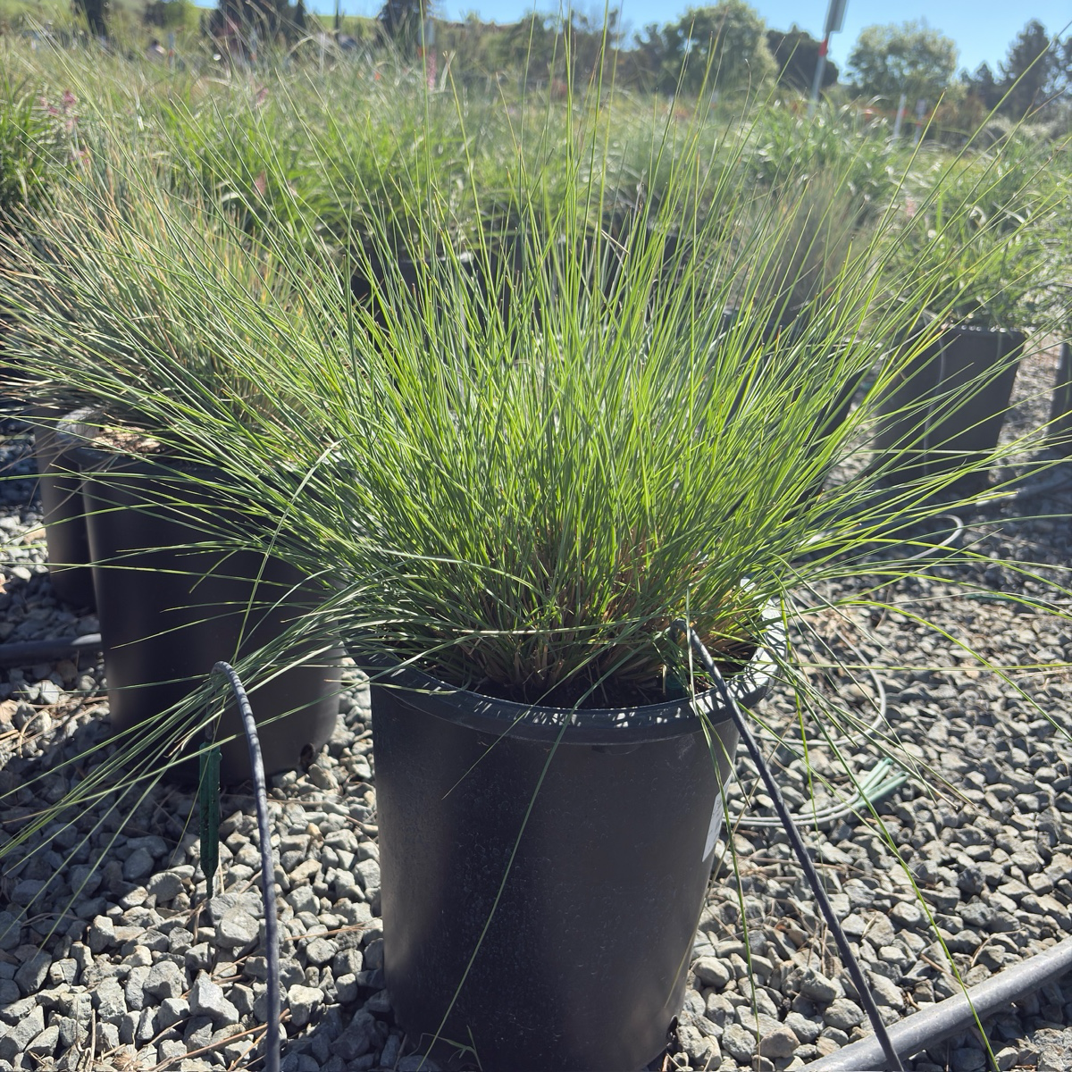  Fountain Grass
