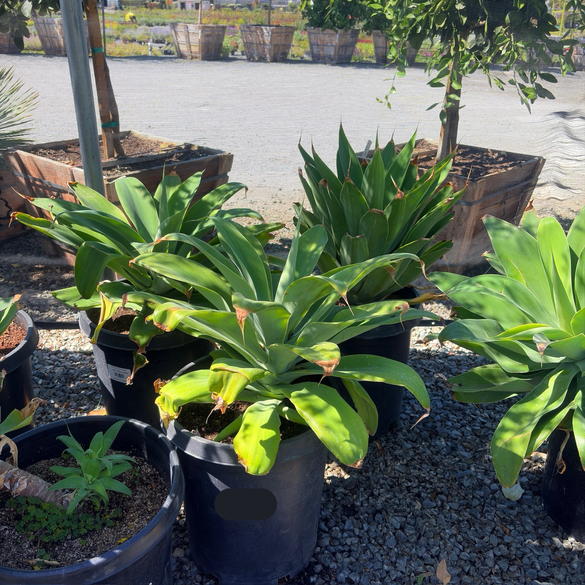 Fox Tail Agave