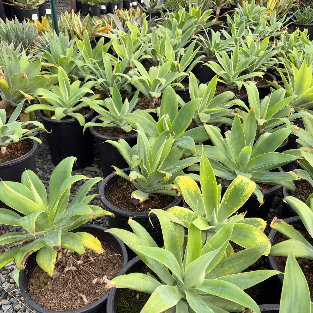 Fox Tail Agave
